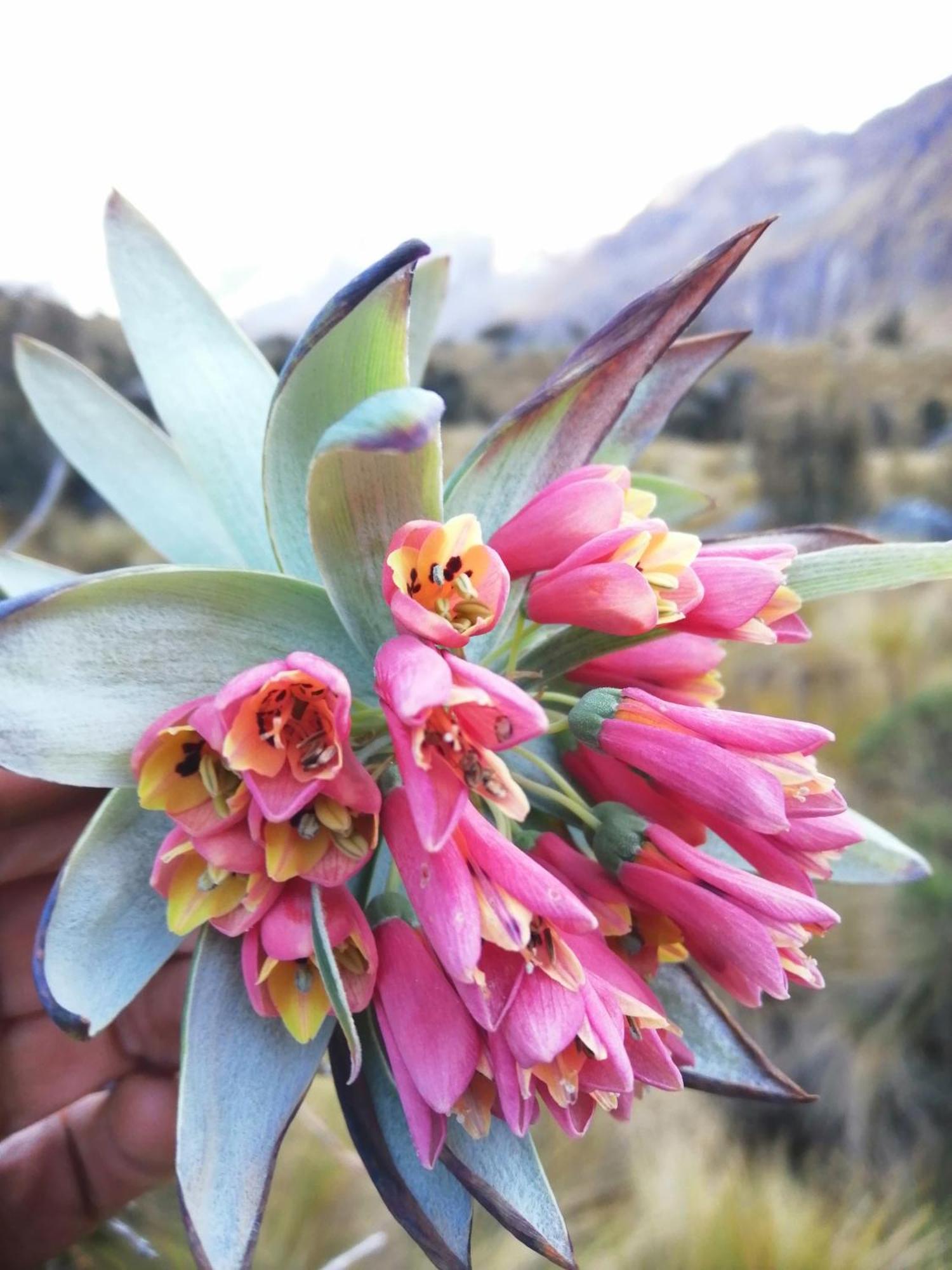 Amazing Huaraz Bed & Breakfast Eksteriør bilde