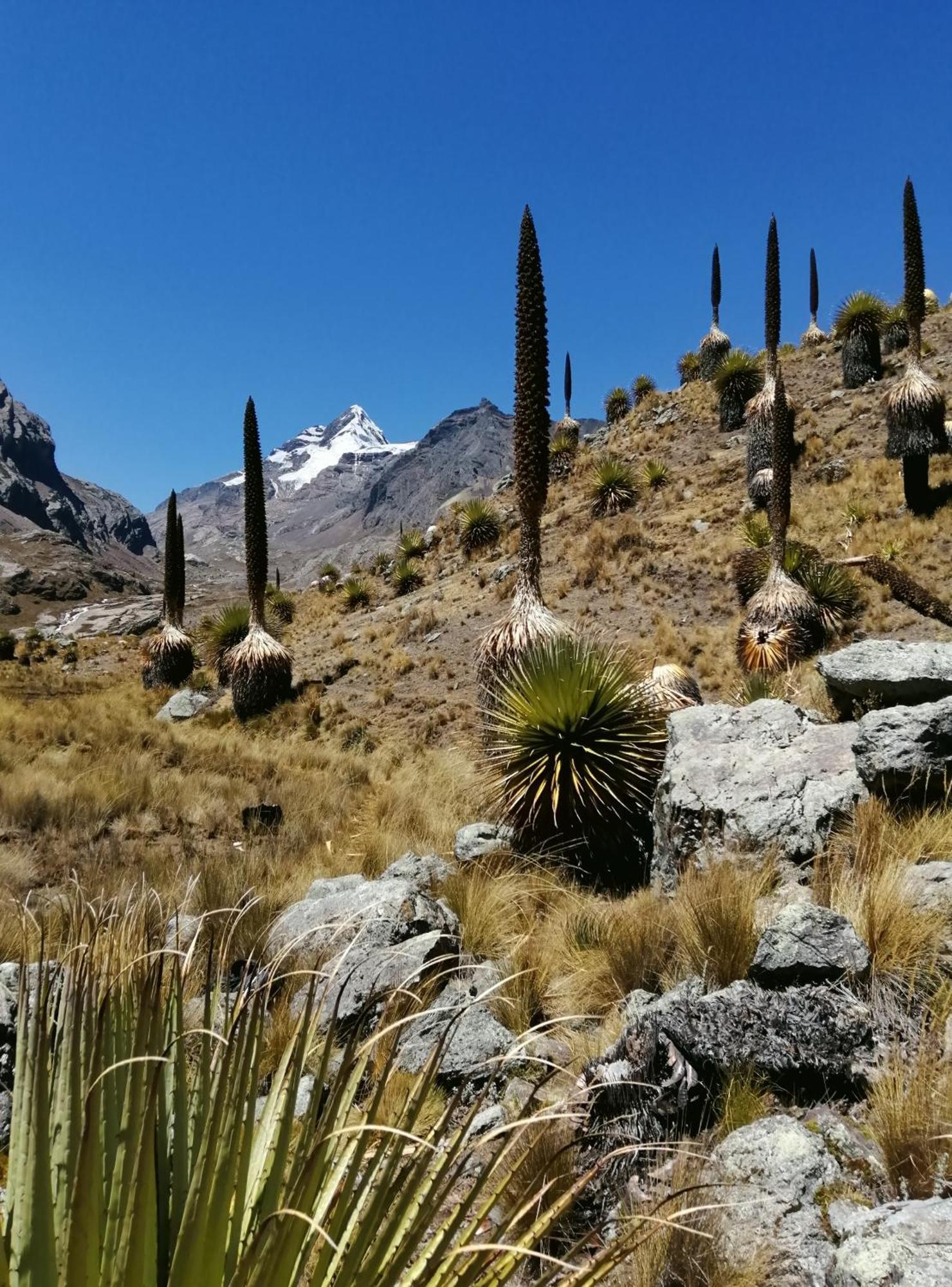 Amazing Huaraz Bed & Breakfast Eksteriør bilde